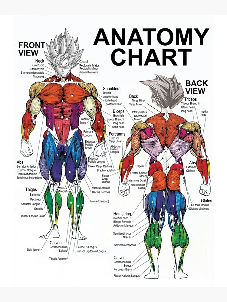 "Saiyajin-Anatomie-Diagramm - Muskeldiagramm - Anime-Workout-Klassiker