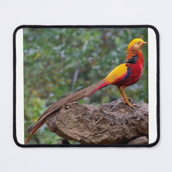 Item preview, golden pheasant designed and sold by ritusdesigns.