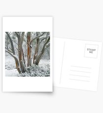 Snow Gum Postcards