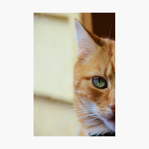 Aladdin Photographic Print