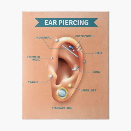 Ear Piercings Art Board Prints For Sale Redbubble