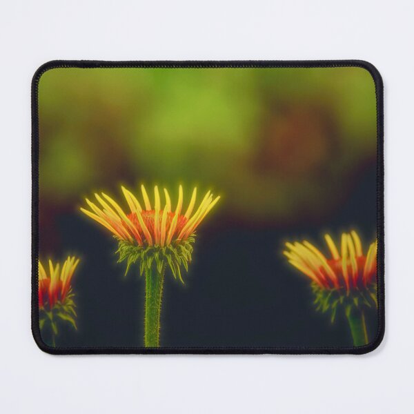 Item preview, Coneflowers designed and sold by Veikko Suikkanen.