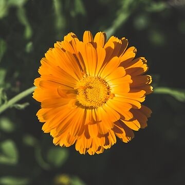 Calendula Blossom