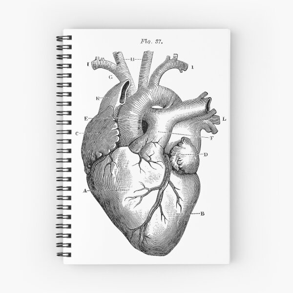Item preview, Anatomical heart designed and sold by Emy's burrow.
