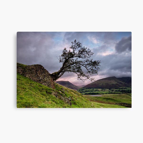 Low Rigg Lone Tree Canvas Print