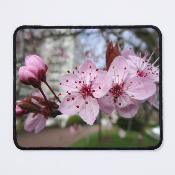 Item preview, Cherry blossoms designed and sold by Stellagala.