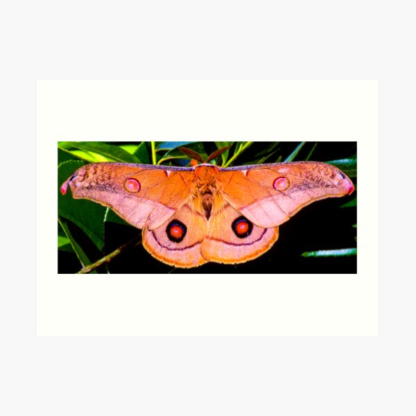 Moth Art Print