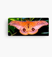 Moth Canvas Print