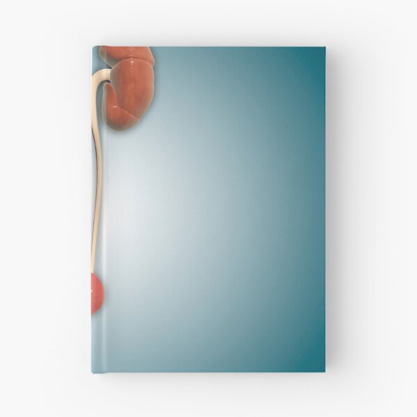 Item preview, Conceptual image of kidneys wit+B407h ureter. designed and sold by StocktrekImages.