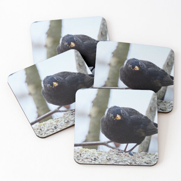 Item preview, The old king. Eurasian blackbird designed and sold by Jouko Lehto Photography.