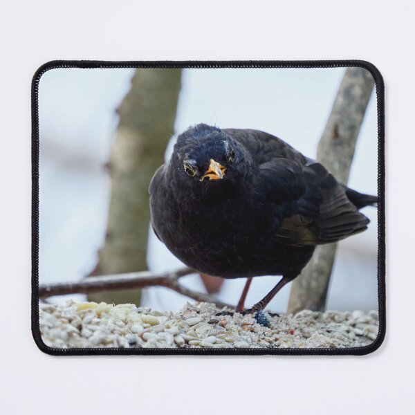 Item preview, The old king. Eurasian blackbird designed and sold by Jouko Lehto Photography.