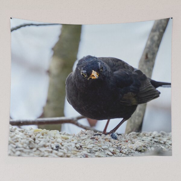 Item preview, The old king. Eurasian blackbird designed and sold by Jouko Lehto Photography.