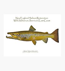 New England Salmon Photographic Print