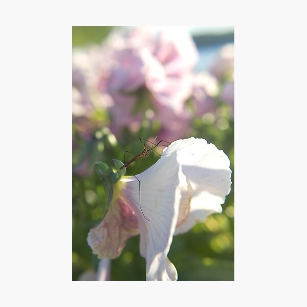 Artikelvorschau, Käfer auf einer Blume entworfen und verkauft von Annasus.