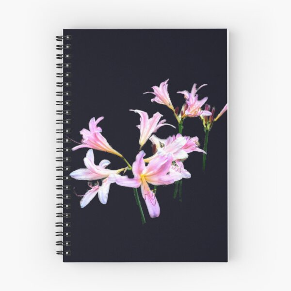 Item preview, Pink Lilies (Amaryllis) (on Black) designed and sold by GladBlackLamb.