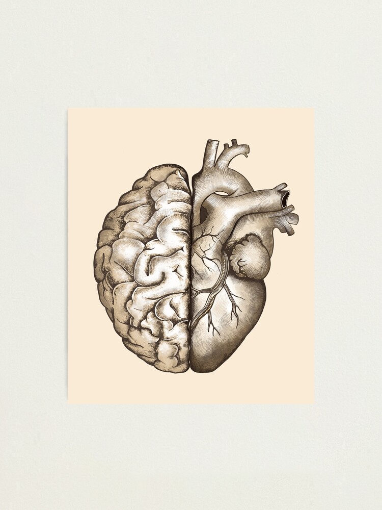 Simple Human Heart Diagram Sticker by Vintage Anatomy Prints - Fine Art  America