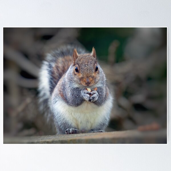 Item preview, Eastern tree squirrel eating peanuts designed and sold by Leighton Collins.