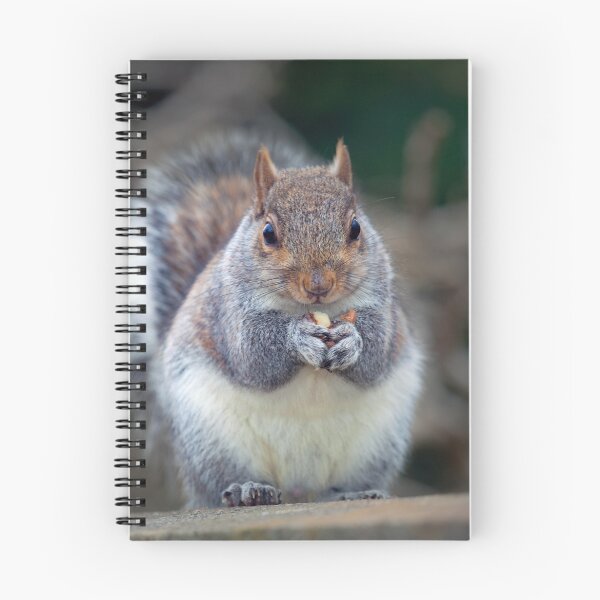 Item preview, Eastern tree squirrel eating peanuts designed and sold by Leighton Collins.