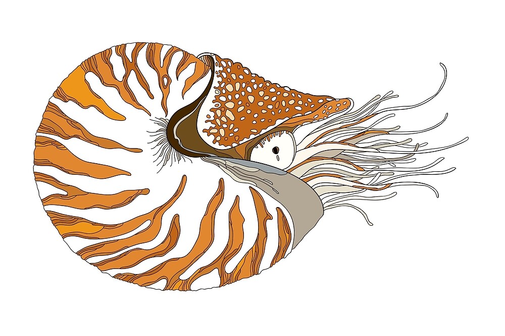 "Nautilus Pompilius." by Bokasana | Redbubble