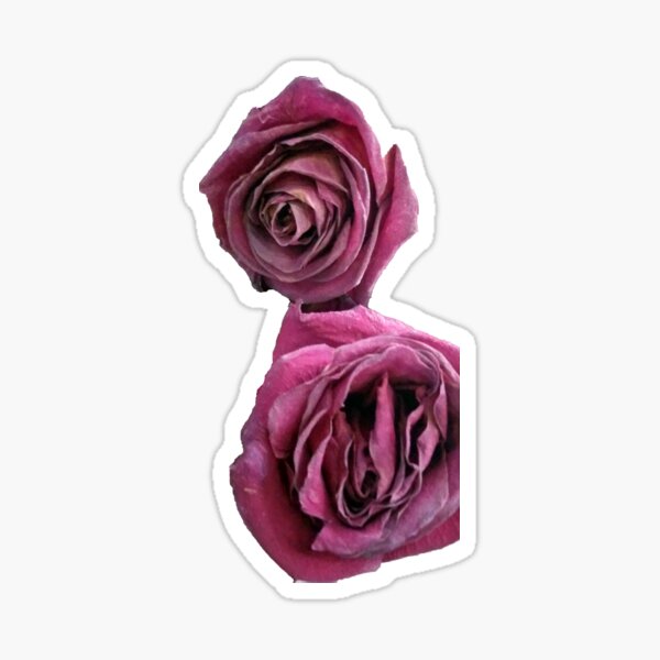 Sticker Scattered dried flower petals background and rose 