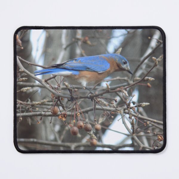 Item preview, Male Bluebird in Berry Tree Side View designed and sold by DragonCGallery.