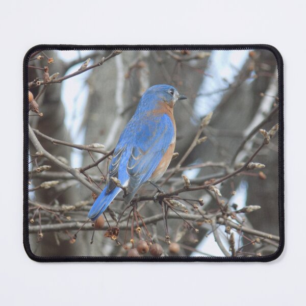 Item preview, Male Bluebird in Berry Tree 3/4 Back View designed and sold by DragonCGallery.