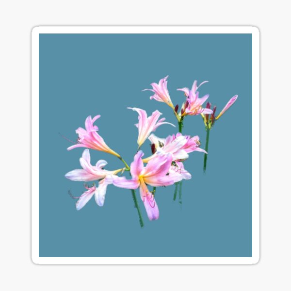 Pegatina «Lirios rosados (Amaryllis) (en Light Robins Egg Blue)» de  GladBlackLamb | Redbubble