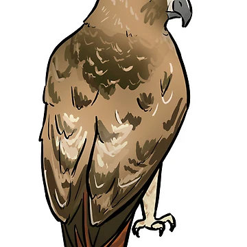 Artwork thumbnail, Hawk by RacheDoodles