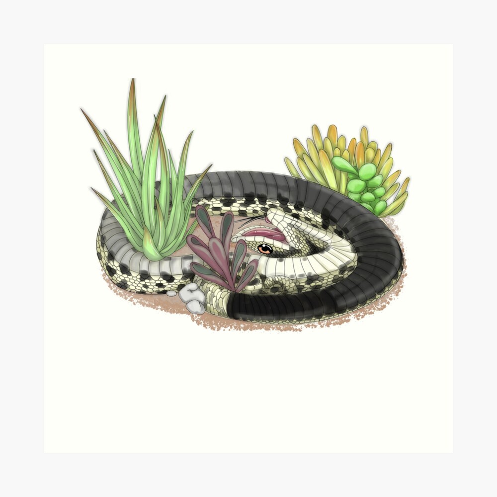 Hognose snake playing dead GLOSSY PHOTO PRINT 3100