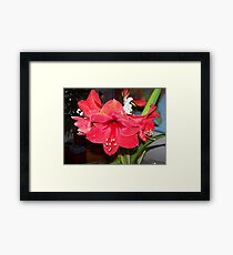 Amaryllis Framed Print