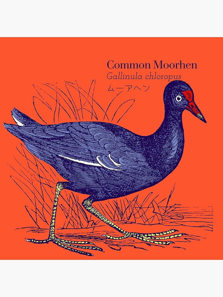 Póster «Polla de agua común Gallinula chloropus ムーアヘン Pájaro Científico