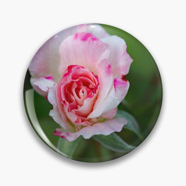 Item preview, Purity designed and sold by geof.
