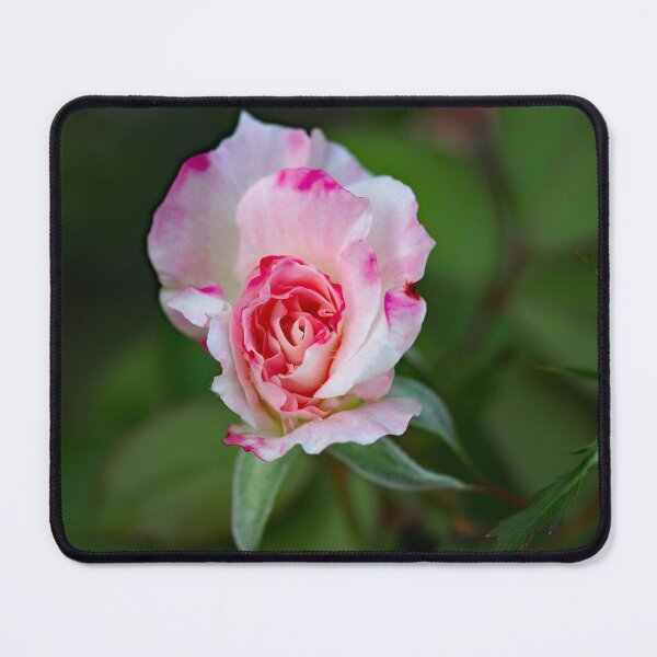Item preview, Purity designed and sold by geof.