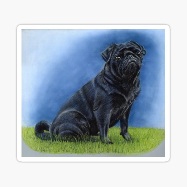 Little Black Pug Portrait Sticker