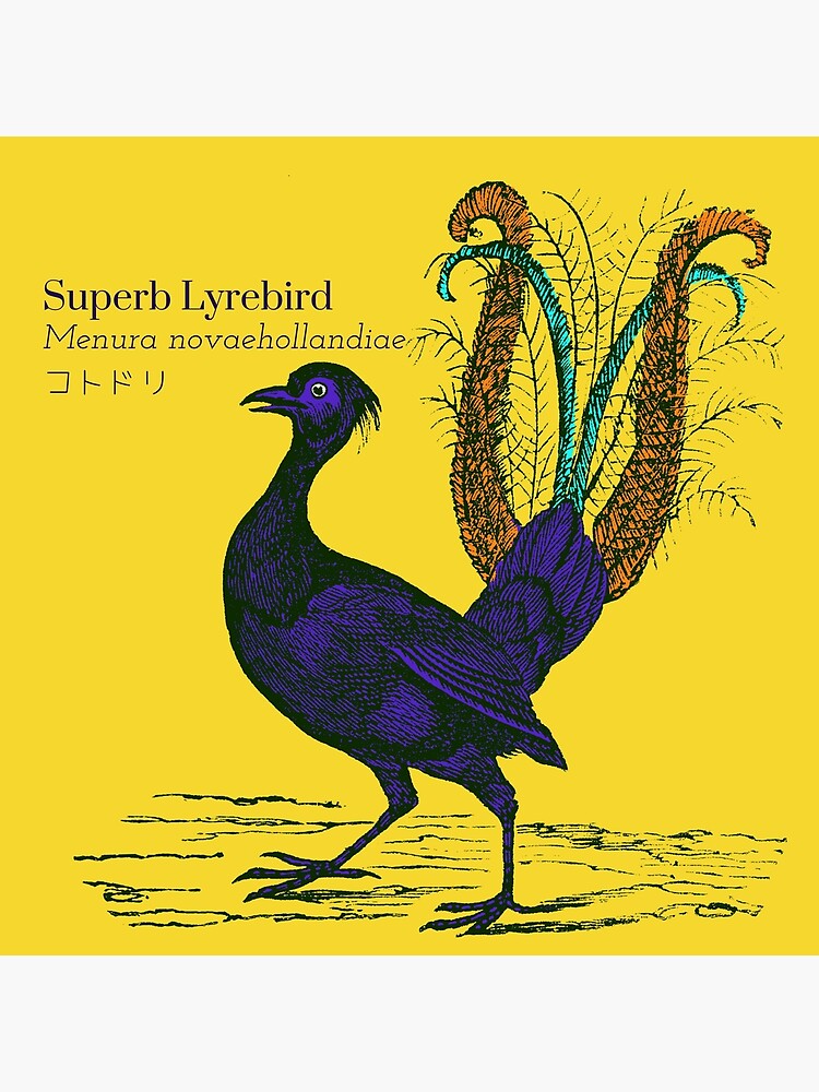 Superb Lyrebird Menura novaehollandiae コトドリ Bird Scientific Wildlife  Japanese | Poster