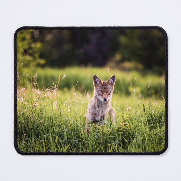 Item preview, Curious Coyote designed and sold by GeoffreyPrints.
