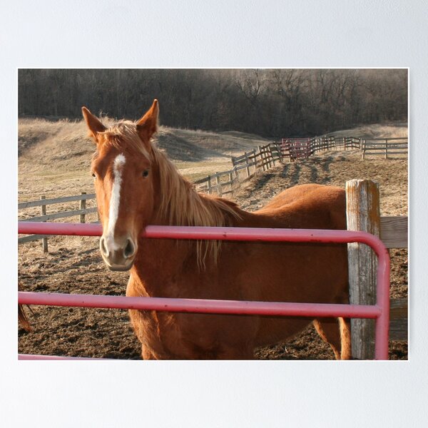 Item preview, Horse at the Fence designed and sold by Claude Johnson.