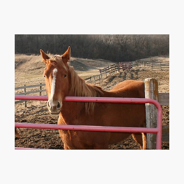 Item preview, Horse at the Fence designed and sold by Claude Johnson.