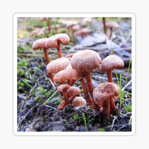 Item preview, mini mushrooms on the forest floor designed and sold by DPalmer.