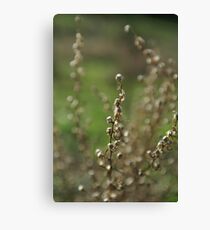 Paper Daisy Canvas Print