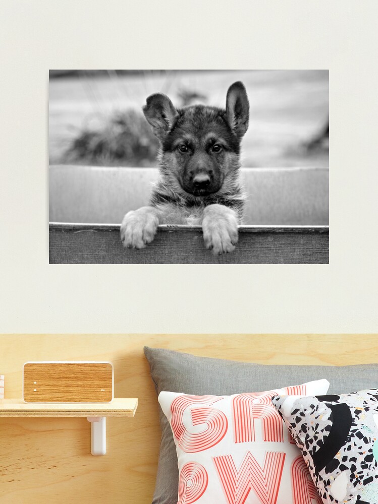 German Shepherd Puppy Close-Up Jigsaw Puzzle by Sandy Keeton