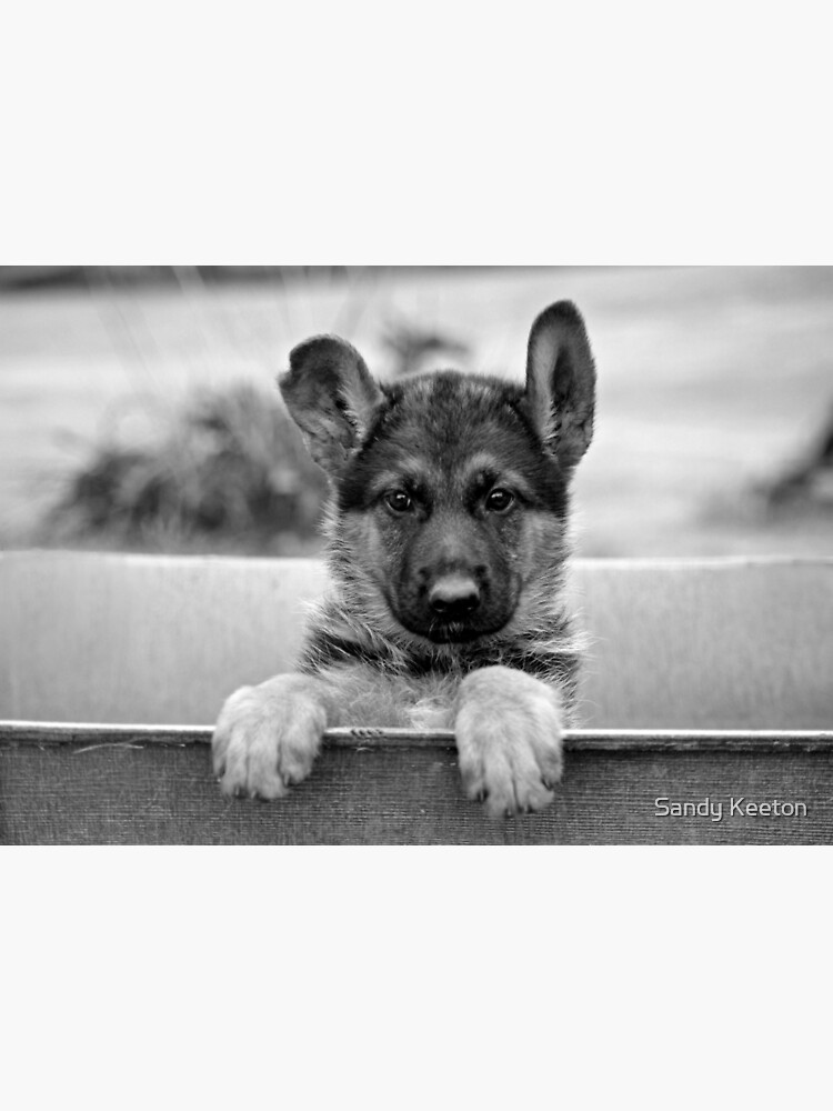 German Shepherd Puppy Close-Up Jigsaw Puzzle by Sandy Keeton