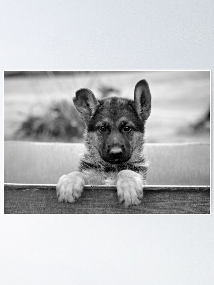 German Shepherd Puppy Poster By Sandyk Redbubble