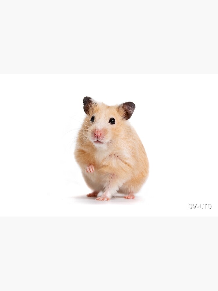 Cute Hamster Rodent by DV-LTD