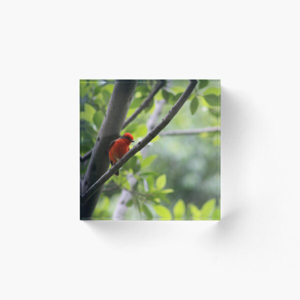 Item preview, vermillion flycatcher designed and sold by ikerbg92.