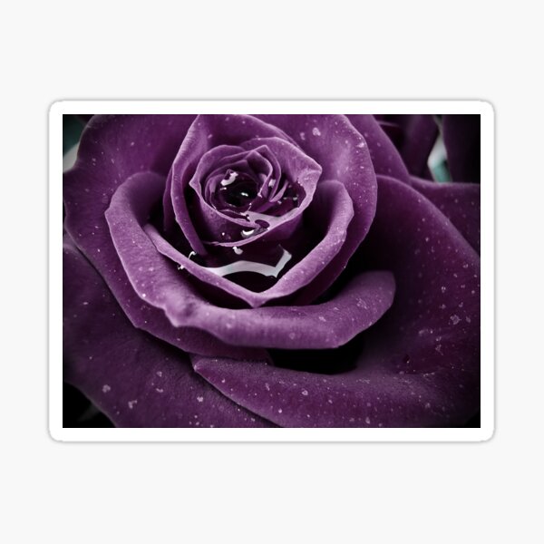 Purple Rose I Sticker