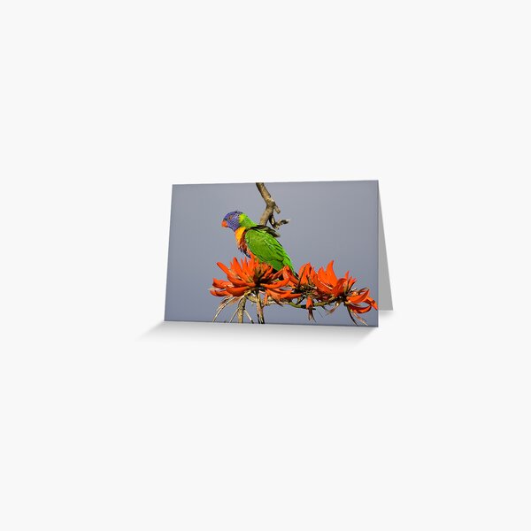 Item preview, Rainbow Lorikeet in a Erythrina "flame" tree designed and sold by Martin Pot.