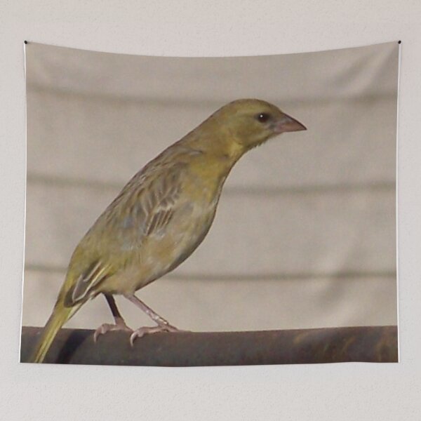 Item preview, Gold Finch female designed and sold by Blertz.