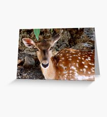dear Greeting Card