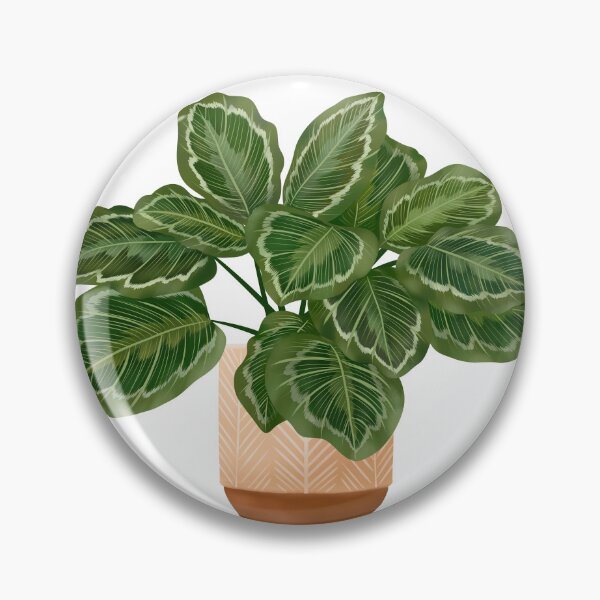 Item preview, Calathea Medallion- Prayer Plant, Potted Plant Illustration designed and sold by Ana Moguš.